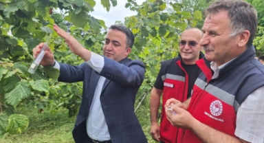 Espiye'de Kahverengi Kokarcaya Karşı Biyolojik Mücadele