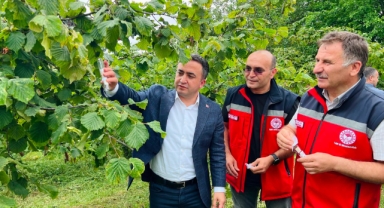 Espiye'de Kahverengi Kokarcaya Karşı Biyolojik Mücadele Başladı