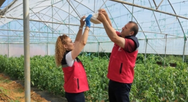 Giresun'da Domates Güvesine Karşı Biyoteknik Mücadele
