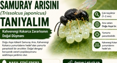 GİRESUN’DA KAHVERENGİ KOKARCAYA KARŞI “SAMURAY ARISI” TANITILDI