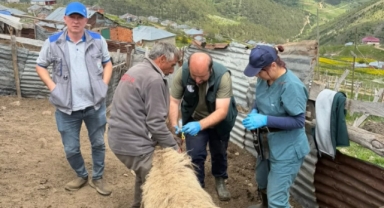 Giresun'da Küçükbaş Hayvanlara Yönelik Sağlık Taraması ve Aşılama Çalışması