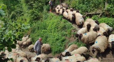 Giresun'da yayla göçü başladı