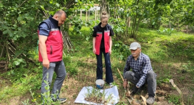 Giresun Tarım Müdürlüğü Ekiplerinden Salep Hasadı Denetimi