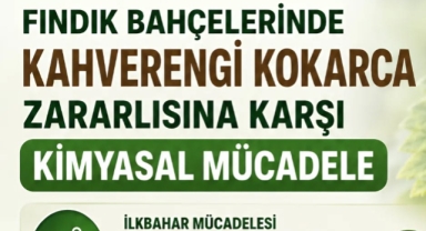 Giresun Tarım Müdürlüğünden Fındık Üreticilerine Kritik Kahverengi Kokarca Uyarısı