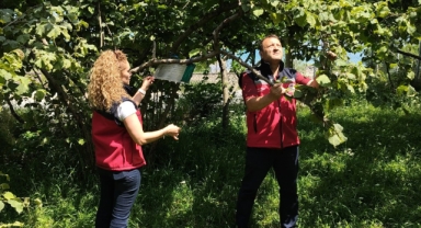 Giresun Tarım Orman Müdürlüğünden Merkez İlçede Kahverengi Kokarca Taraması