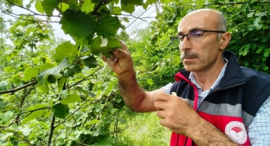 Görele'de Kahverengi Kokarcaya Karşı Biyolojik Mücadele