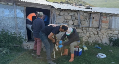 Kümbet ve Çıkrıkkapı Yaylalarında Veterinerlik Çalışmaları Devam Ediyor