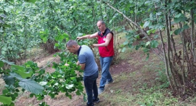 Piraziz'de Tarımsal Kontrol ve Sürvey Çalışmaları