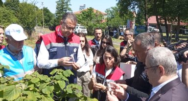 Samsun'da kahverengi kokarca zararlısı ile biyolojik mücadele için doğaya samuray arıcığı salındı