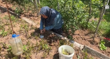 Sosyal medyada gördü, devlet desteğiyle salep orkidesi üretimine başladı
