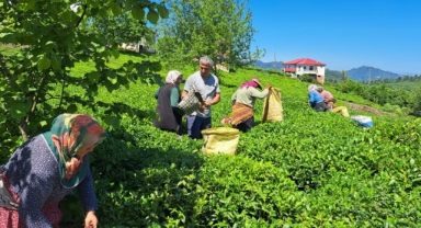 Tirebolu'da Çay Parsellerinde Ürün Tespiti Çalışmaları Sürüyor