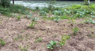 Tirebolu’da Maviyemiş Projesi Meyve Vermeye Başladı