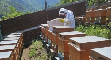 Tirebolu'da Orman Köylülerine Sağlanan Arılı Kovanlar Denetimden Geçiyor