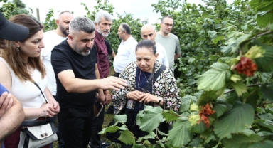 Fındıkta Verimi Katlayan Dikim Sistemi Giresun'da Tanıtıldı