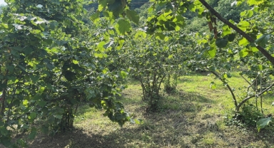 Giresun'da fındıkta verim ve kaliteyi artırmak için araştırma altyapısı oluşturulacak