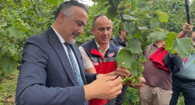 Giresun'da Samuray Arıları İş Başında