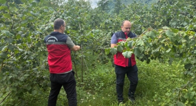 Giresun’da Samuray Arısı Salımları Hız Kesmiyor