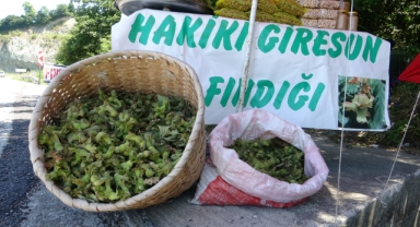 Giresun Fındığında Yeni Sezonun İlk Satışları Başladı!