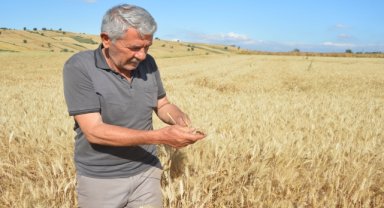 Havza ilçesinde 107 bin 250 ton hububat rekoltesi bekleniyor