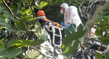 Koku sebebiyle yapılan kontrolde ağaca asılı ceset bulundu
