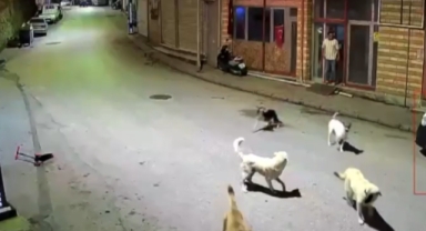 Ordu'da çocuğun sahipsiz köpeklerin saldırısına uğraması kameraya yansıdı