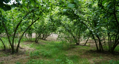 Samsun'da fındık rekolte tahmini çalışmaları tamamlandı