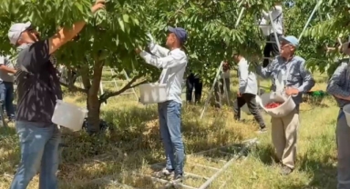 TARSİM'in desteğiyle ayakta kalan 5 bin dönümlük meyve bahçesinde hasat başladı