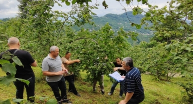 Trabzon’da fındıkta rekolte tespiti çalışmaları başladı