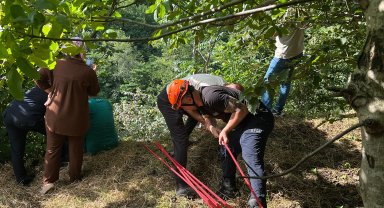 Trabzon'da yamaçtan yuvarlanan inek kurtarıldı