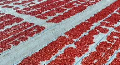 Türkiye ilk yarıda kurutulmuş domatesten 60 milyon 989 bin dolar kazandı