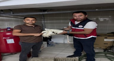 Yaralı leylek koruma altına alındı