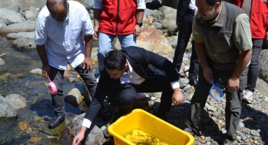 Çanakçı'da 35 Bin Alabalık Yavrusu Derelere Bırakıldı