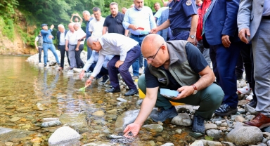 Dereli'de 35 Bin Alabalık Yavrusu Derelere Bırakıldı