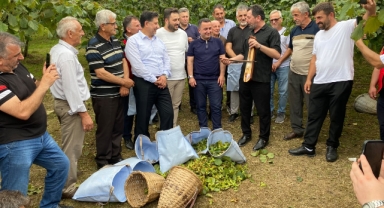 Espiye'de fındık hasat etkinliği düzenlendi