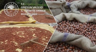 Fındığın Kurutma ve Depolama Sürecinde Kritik Uyarılar