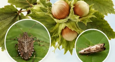 Fındık üreticilerine hasat sonrası kahverengi kokarca ve filiz güvesi uyarısı