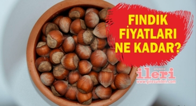 Giresun'da Bugün Fındık Kaç Lira?