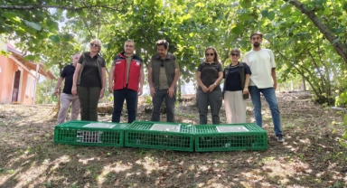 Giresun'da doğaya 400 sülün bırakıldı