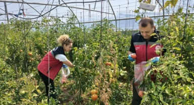 Giresun'da Domateslerde Pestisit Denetimi