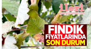Giresun'da fındık piyasasında son durum… Fındık fiyatları yükseldi mi?