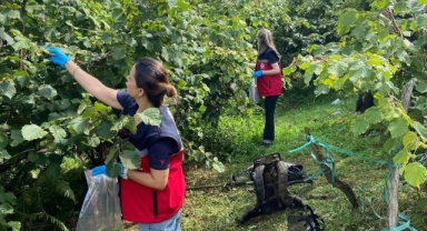 Giresun'da Fındıkta Hasat Öncesi Pestisit Denetimi Başladı