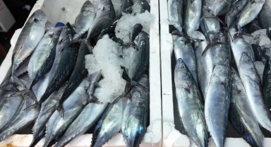 Giresun’da Palamut Tezgâhları Şenlendirdi