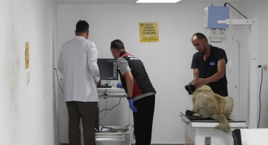 Giresun'da yolda yatan köpeği ezen otomobilin sürücüsü gözaltına alındı