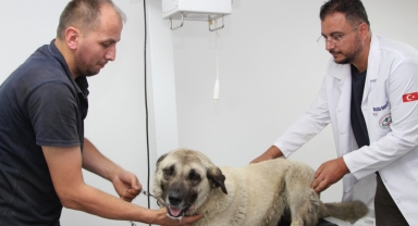Giresun'da yolda yatan köpeği ezen otomobilin sürücüsüne para cezası