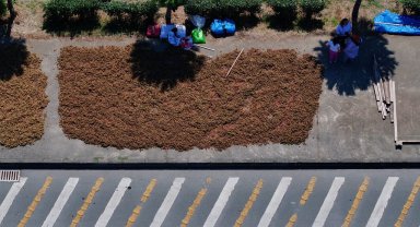 Karadeniz Sahil Yolu'ndaki kaldırımlarda fındık kurutma mesaisi başladı