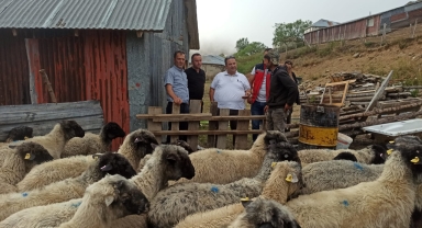 Karayaka Koyunları İçin Islah Çalışmaları Sürüyor