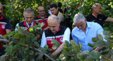 Komşu ilde fındık hasadı resmi olarak başladı
