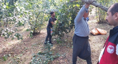 Piraziz’de Fındık Bahçelerinde Kahverengi Kokarca Denetimi