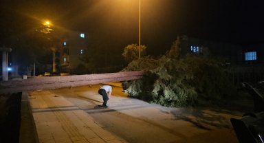 Rüzgarın devirdiği çam ağacı park halindeki araçlara zarar verdi