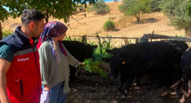 Şebinkarahisar’da Hayvancılığa Gebe Düve Desteği
